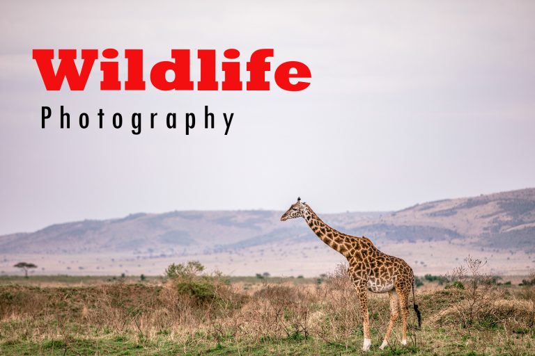 Exploring the Wild: How Dangerous Can Wildlife Photography Be?