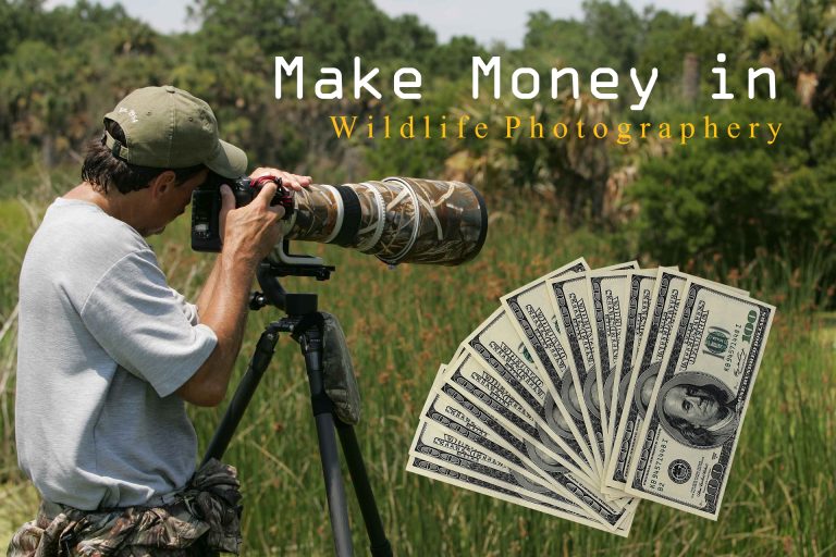 How Do Wildlife Photographers Make Money? Strategies for Success